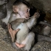 monkey_macaque_balinese_mf_ubud_v_1433_bal5154.jpg